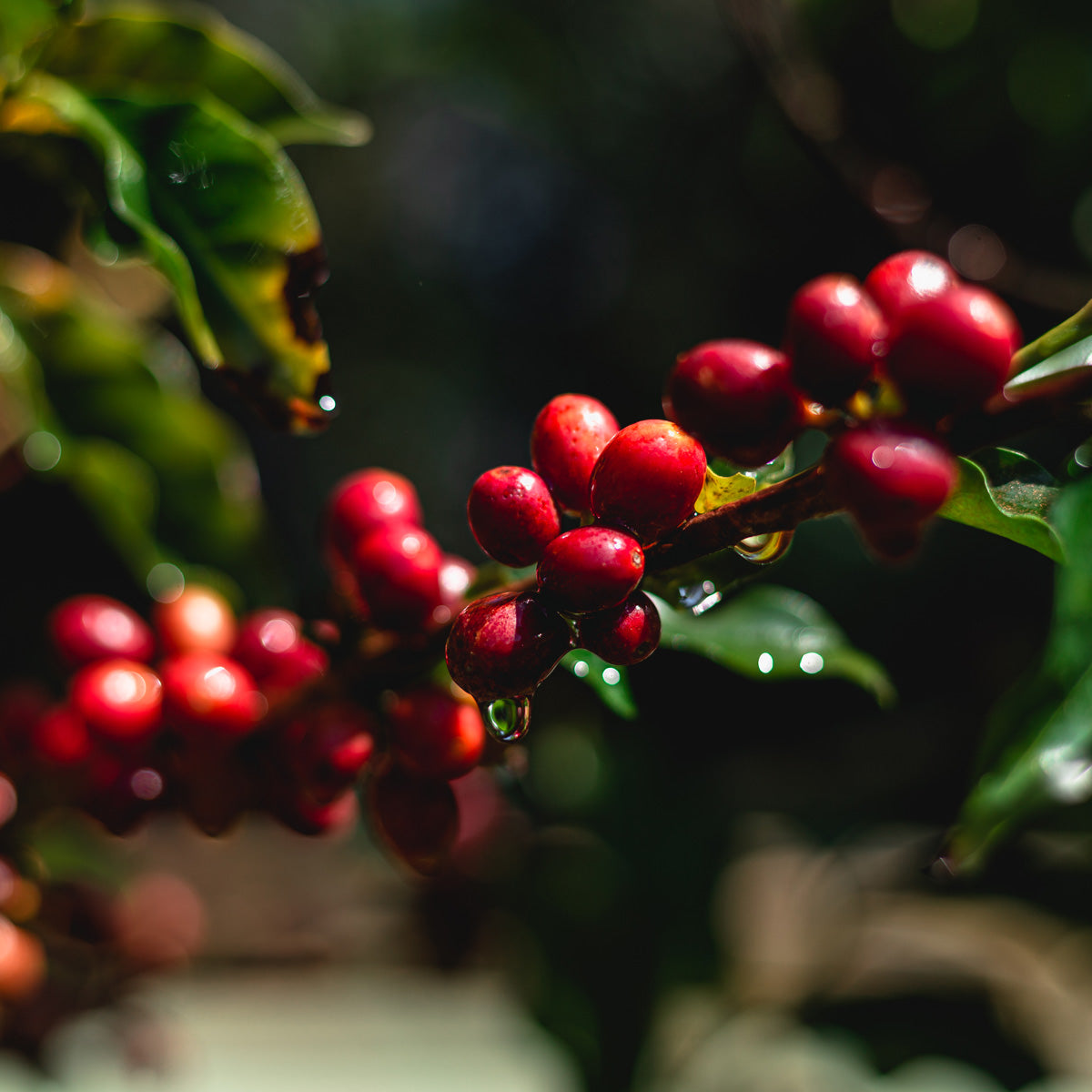 Von der Kaffeekirsche zur Bohne: Aufbereitung, Aufbau & Geschmack