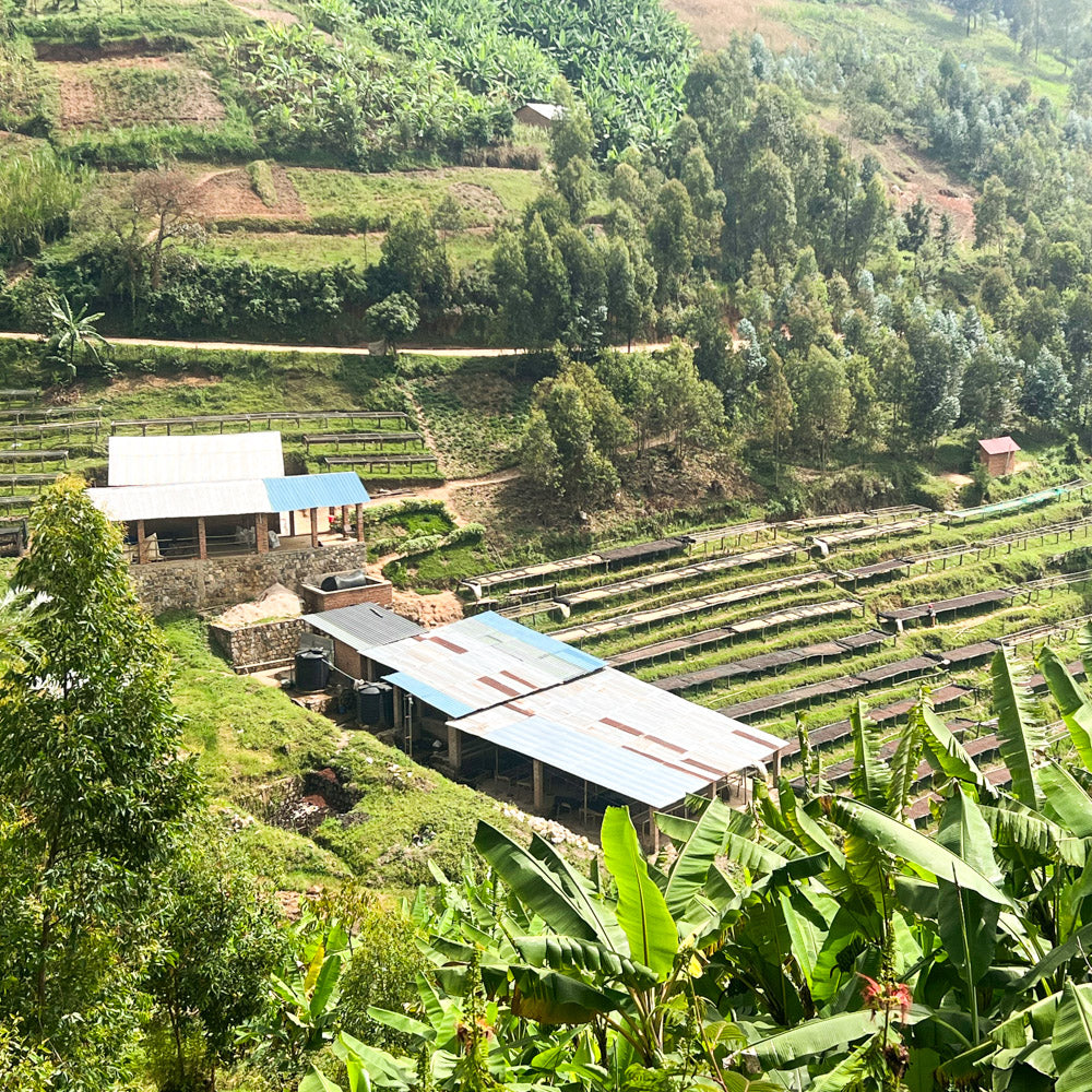 rwanda_kaffee_schwarzwild_kaffeeroesterei_farm