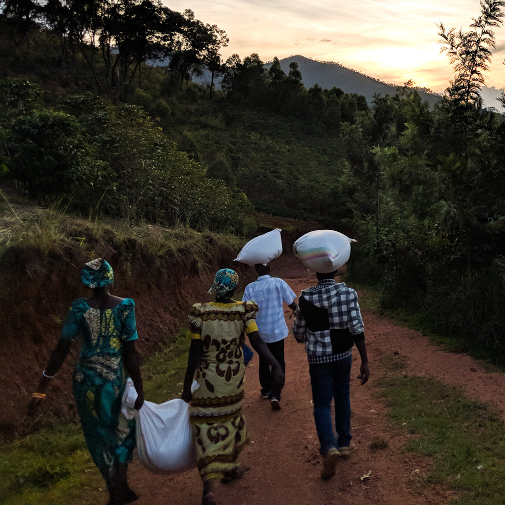 rwanda_kaffee_schwarzwild_kaffeeroesterei_ueber_den_kaffee